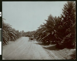 Woman in a car on a palm-lined road in Fresno's Kearney Park, ca.1910