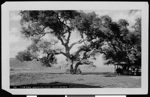 View of the Live Oak in Griffith Park, May 13, 1941