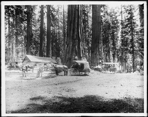 Three horse-drawn coaches stopped at the custodian's cabin in Mariposa Grove in Yosemite National Park, ca.1889