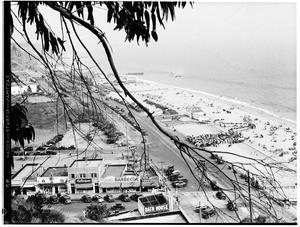 View of a beach on Pacific Coast Highway with a tree branch in the foreground