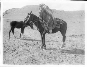 Navajo Indian maiden mounting her pony, 1901