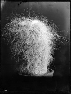 Close-up of a specimen of Old man cactus (Opuntia Polyacantha Trichoplora), ca.1920