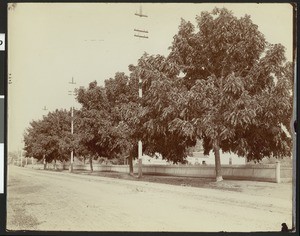 Walnut trees at the residence of Luther Burbank in Santa Rosa, ca. 1901