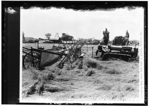 Man windrowing oats that are flat down on the ground, Stockton, California, before July 25, 1929