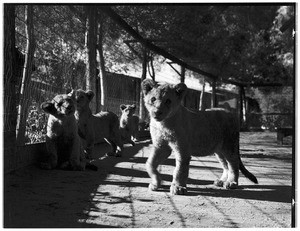 Group of lion cubs walking around in an outdoor pen at Gay's Lion Farm, ca.1931