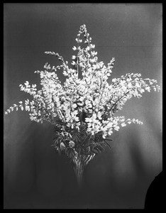 Close-up of an unidentified flower