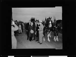 Group of men near Clydesdale horses at Anheuser-Busch's Budweiser groundbreaking, Van Nuys, 1952