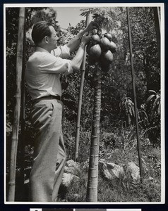 Man picking papayas in Monrovia