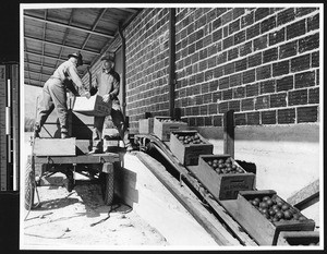 Two men loading crates of oranges onto a cart, ca.1910