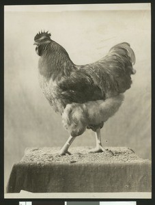 Full view of a Red Rock hen, ca.1930