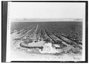 Irrigating potatoes