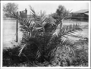 Specimen of a date palm after irrigation in Imperial Valley, ca.1910-1920