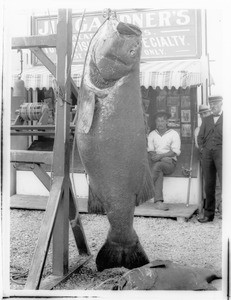 Big jew fish caught off Santa Catalina Island, ca.1910-1930