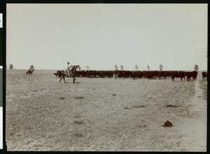 Cattle of the California and Mexican Land and Cattle Company, Calexico, ca.1910