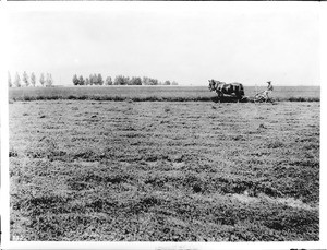 Farmer mowing alfalfa with a horse-drawn mower in an Imperial Valley alfalfa field