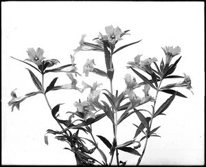 Close-up of a specimen of Sticky Monkey flowers, ca.1920-1930