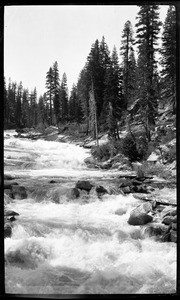 River moving along a rocky bank with trees on the outskirts, Yellowstone National Park, Wyoming