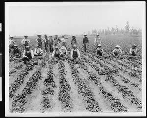 Strawberry pickers posing in a field in Tropico, Glendale, ca.1900