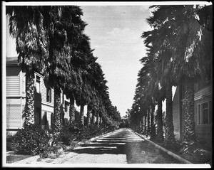 Palm trees line the residential street of Palm Avenue (Adams Street), ca.1905