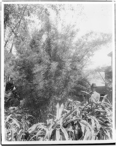 Man standing next to a small stand of bamboo