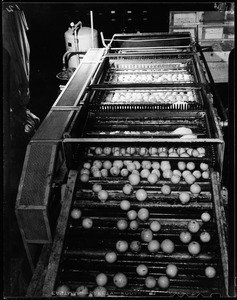 Interior of a citrus fruit packing house showing fruit on a vonceyor belt, ca.1930