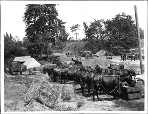 About a dozen horses ("Hay burners") used in road work, ca.1900