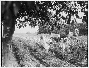 A view of women and a partially visible little girl picking flowers in a rose garden, showing a horse-drawn vehicle