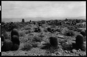 View of Devil's Playground in Palm Springs, showing multiple cacti, ca.1900