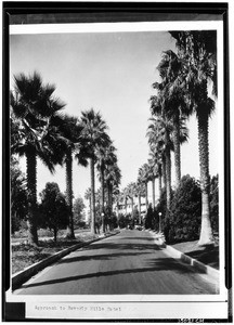 Tree-lined approach to the Beverly Hills Hotel