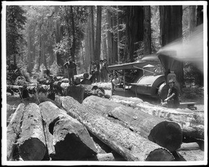 Log train loaded with logs for the mill, ca.1900