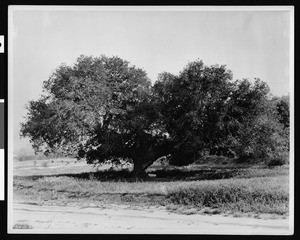 The historic oak tree where General Andres Pico last camped before surrendering to General Fremont in 1847, Glendale, California, ca.1880