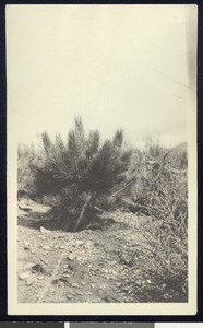 Desert tree growing in decomposed granite