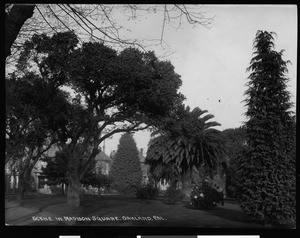 Landscaping and homes near Madison Square in Oakland, ca.1900