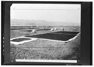 Workers preparing seeds for market on the C.C. Morse and Co. seed farm, San Benito County