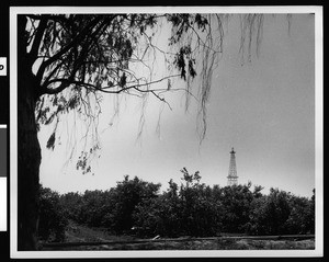 Oil derrick in an orange grove, Huntington Beach, ca.1920