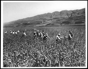 Fieldhands at an onion seed farm, Santa Clara Company, ca.1900