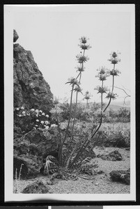 Sage thistle by a jagged rock