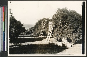 Citrus fruit pickers in Oroville, ca.1926