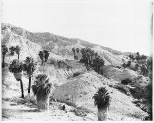 Palms in Chuckwalla (or Chuckawalla) Canyon in the Colorado Desert, ca.1903-1904