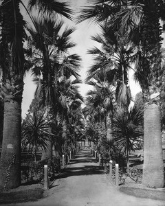 Tree-lined path in Bixby Park, Long Beach, ca.1907