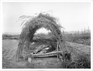 Chemehuevi Indian man sleeping in his sleeping shelter in the field, ca.1900