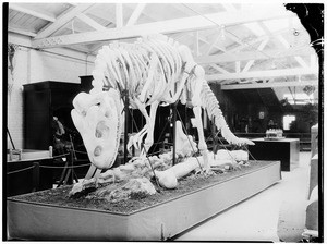 Display of a prehistoric skeleton in the Natural History Museum