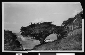 Cypress Point in Pacific Grove, Monterey, ca.1900