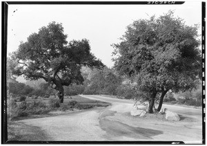 Dirt path through the California Botanic Gardens, September 1928