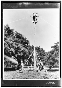 Three workers spraying a walnut grove, 1937