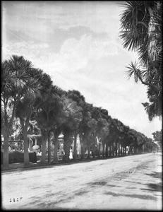 Dracena palms line a street in Santa Cruz, 1908