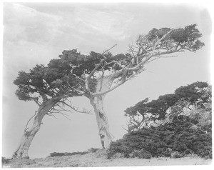 An Ostrich-shaped cypress tree in Pacific Grove, Monterey, California, ca.1900