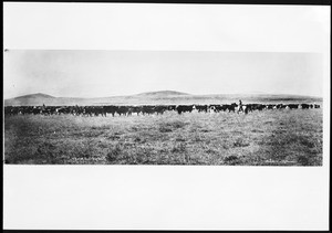 Herd of cattle on a Montana prairie, ca.1890