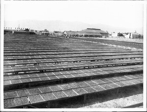 Acres of fruit drying in the sun, Hemet, Riverside County