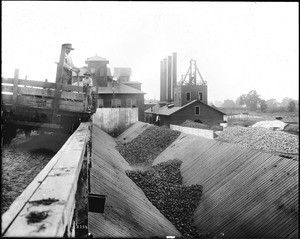 Workers dumping sugar beets into v-shaped bins, Visalia, Tulare County, California, ca.1900